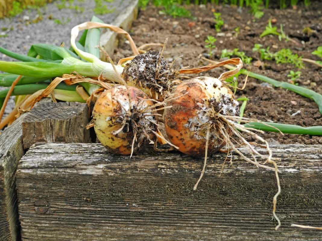 Onions turn yellow in the garden: we solve and prevent the problem