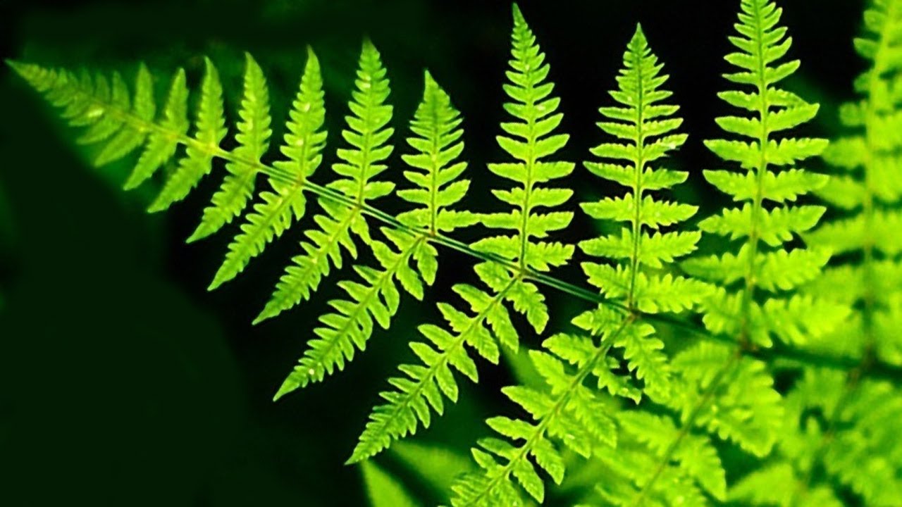 Ferns: their types and names