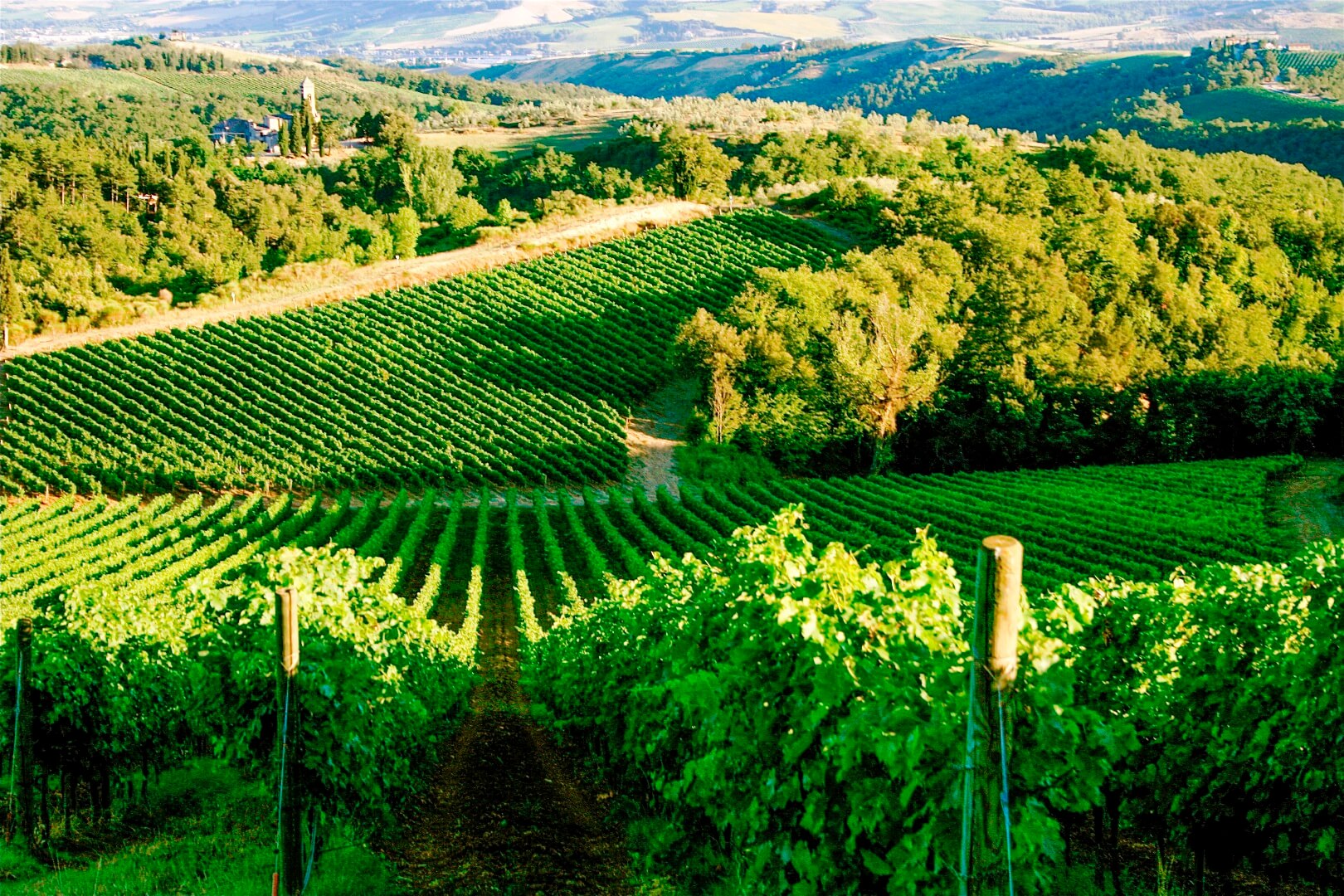 Protection of the vineyard from diseases and pests: we use copper sulfate