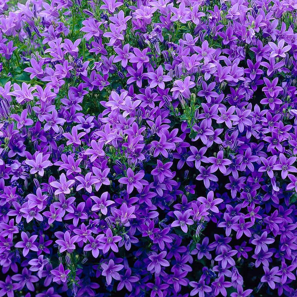 Description of campanula portenschlagiana