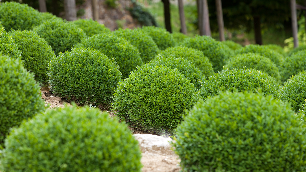 Evergreen boxwood: photo, planting, reproduction and care