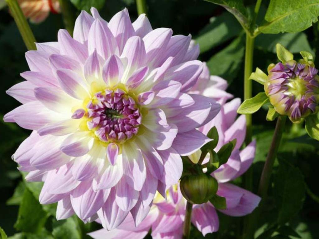 Planting dahlia tubers in pots in spring: further care