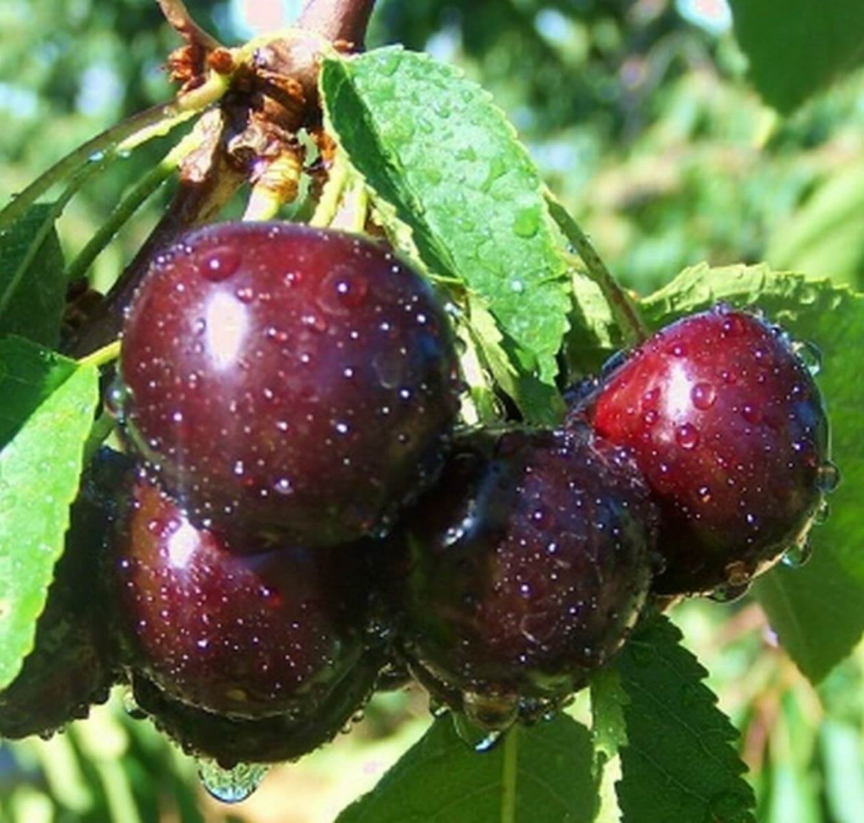 Cherry Chernokorka - заслужен успех на любимия ви фолклорен сорт