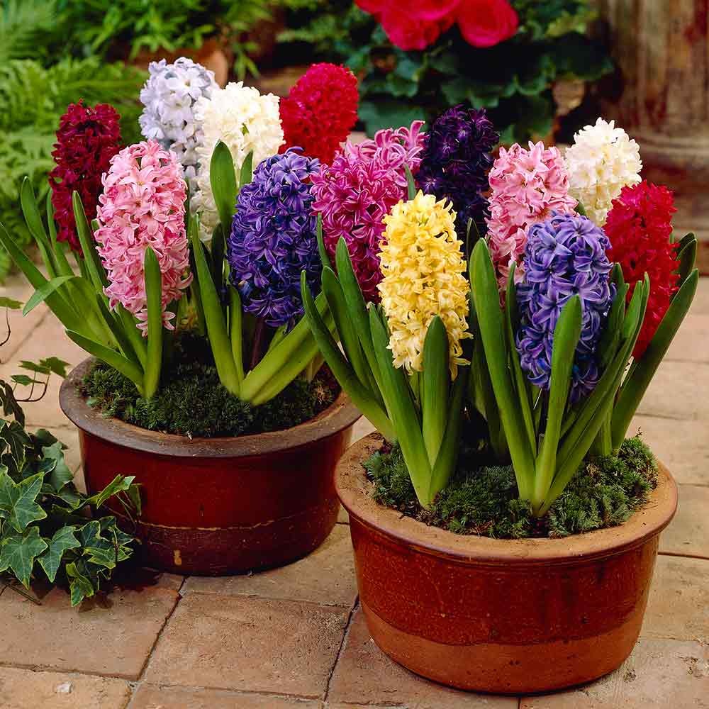 Hyacinth flowers: description, cultivation and photos