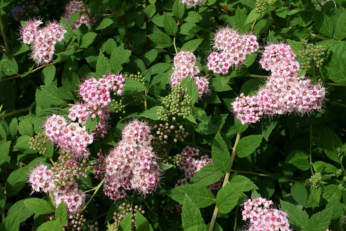 Japanese spirea: types, planting, care and photos