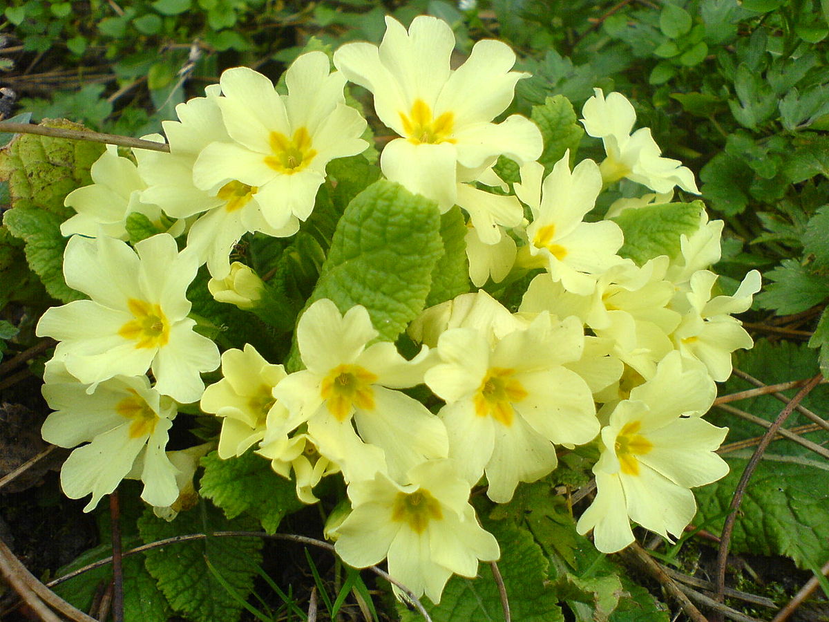 Growing primrose from seeds at home