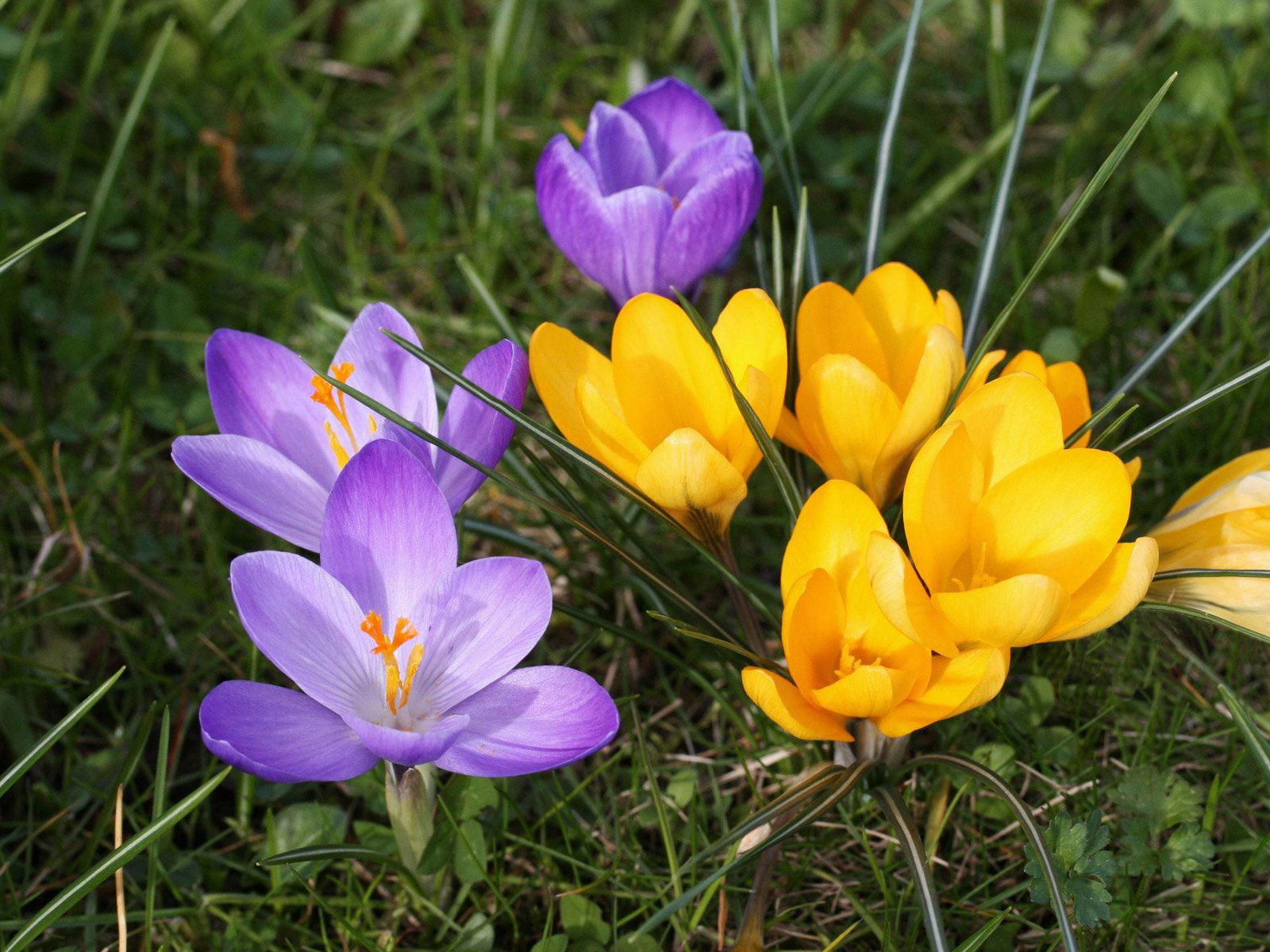 Primroses crocuses: photo, planting and care in the open field