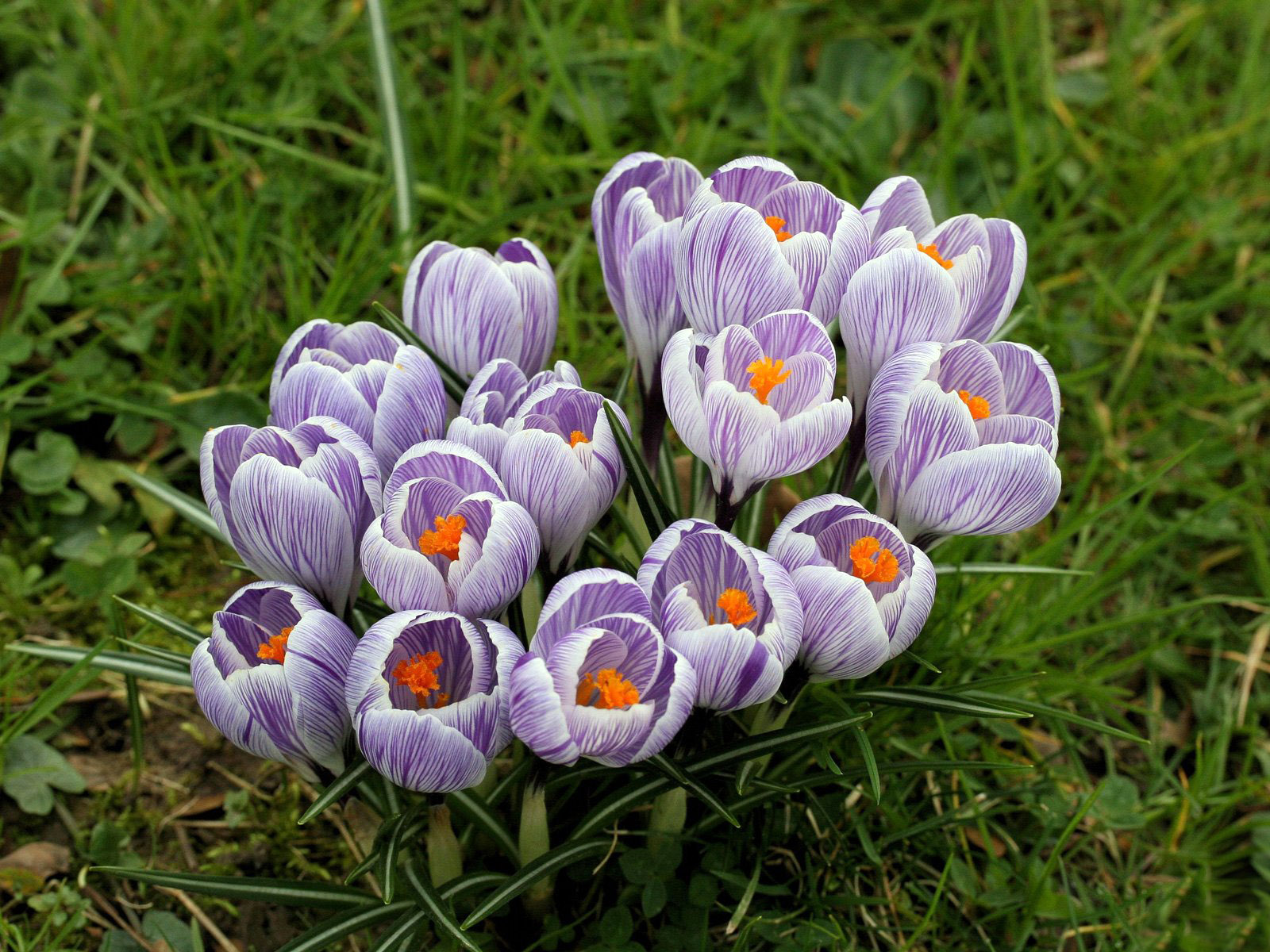 Crocuses: how to care for a plant at home?