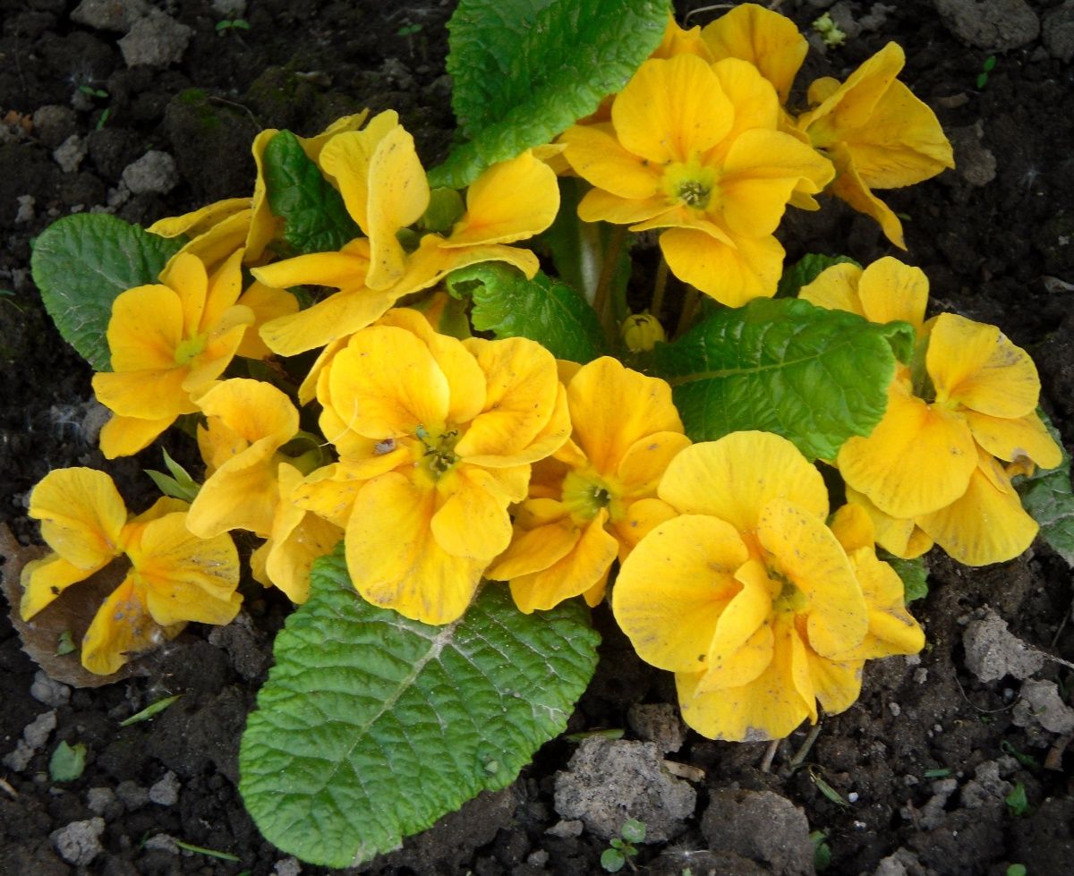 Primula - primrose flower, features of the variety