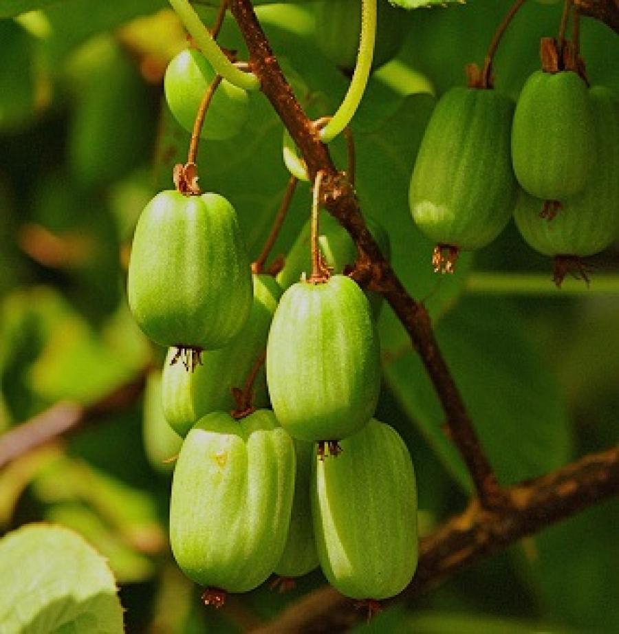 Features of growing actinidia in Siberia: care, formation, harvesting