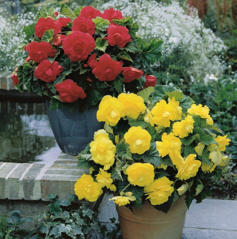 Tuberous begonia at home, care and planting