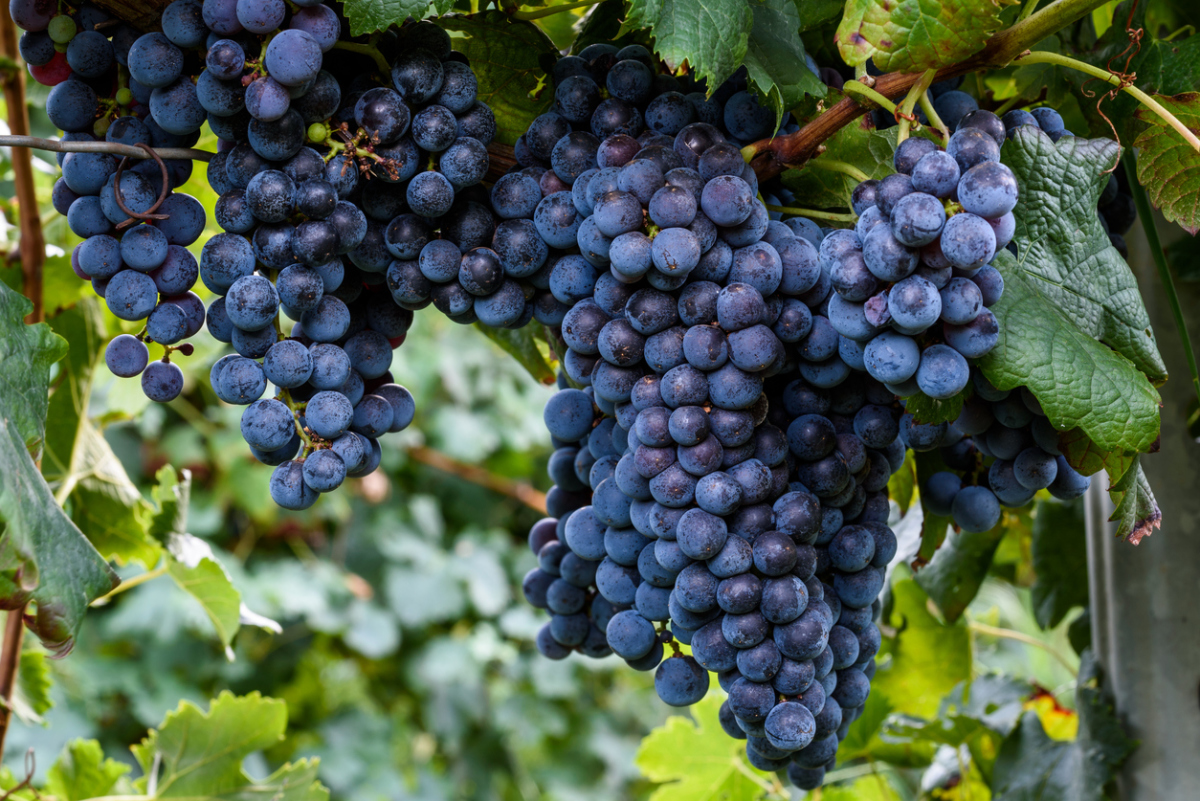 Correct planting of grapes is the key to a good harvest