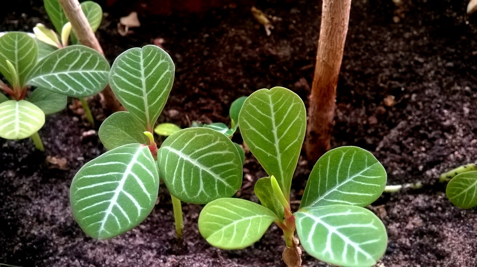 White spurge at home: care and photo