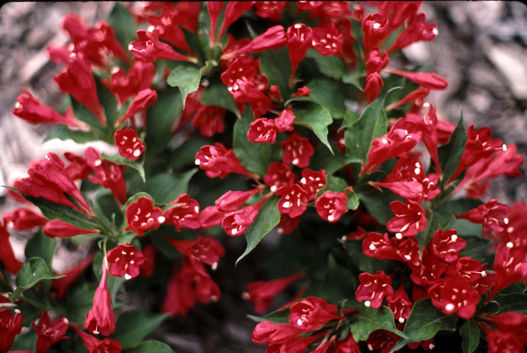 Planting and caring for a weigela in the Moscow region