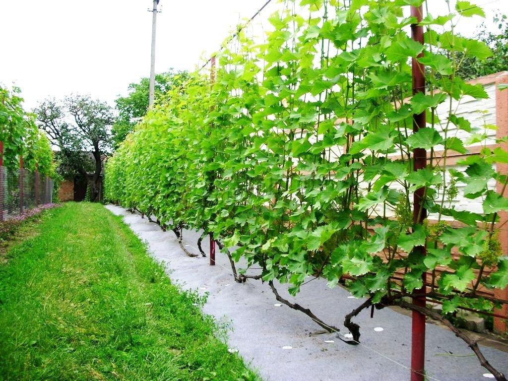 Grapes: removal of the winter shelter in the spring, opening technology after winter