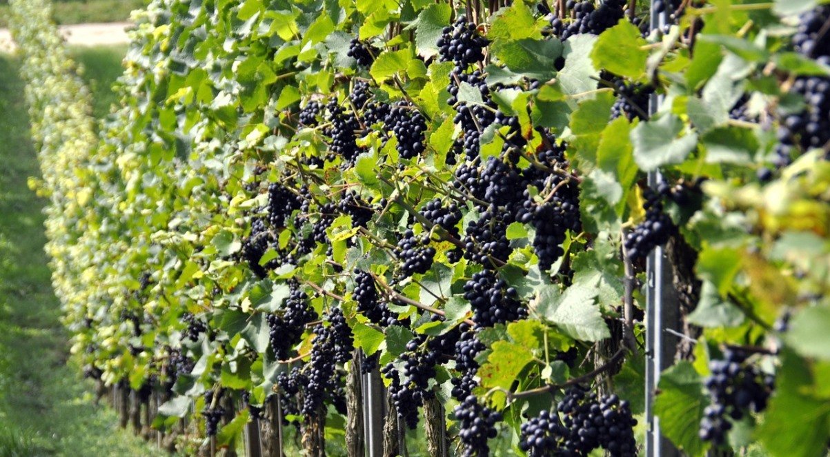 Diseases and pests of grapes: how to recognize symptoms and choose a treatment