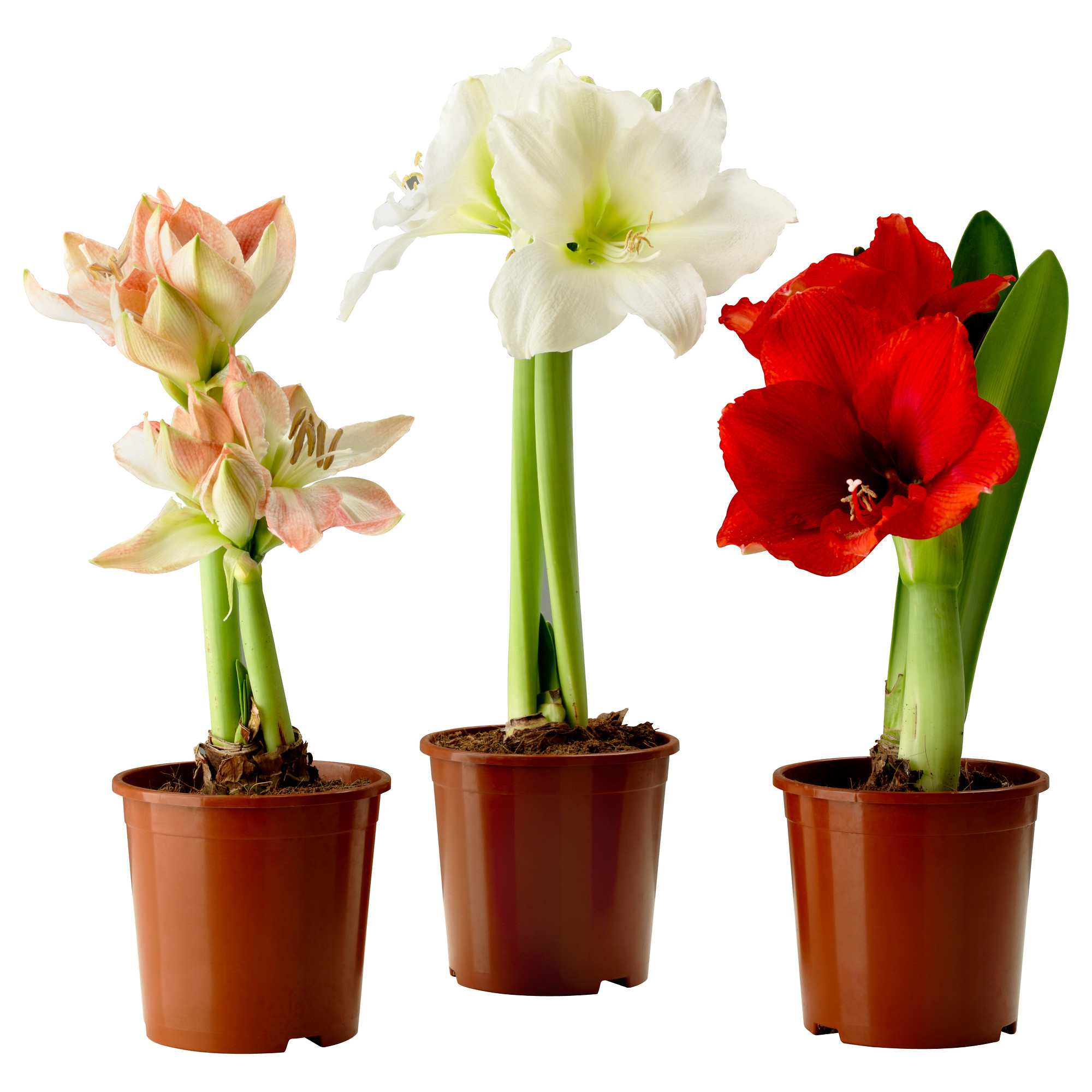 Hippeastrum - features of home care