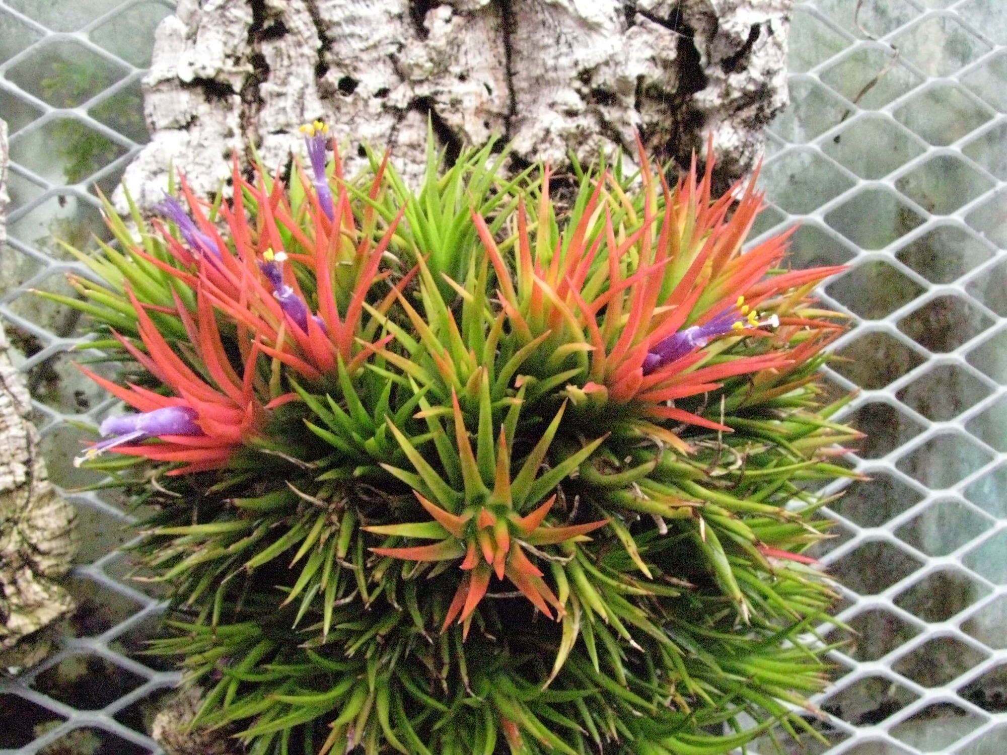 Tillandsia: a bright and unusual plant in your home