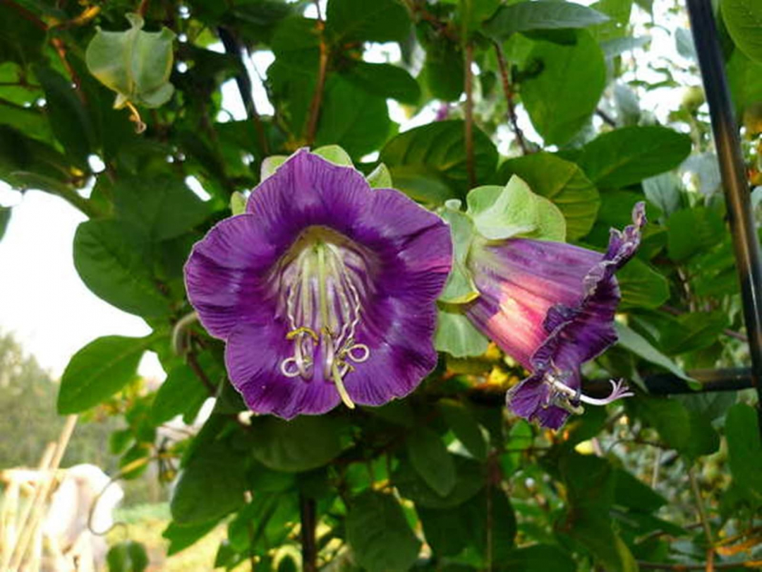 Kobeya climbing in the garden: growing and photo