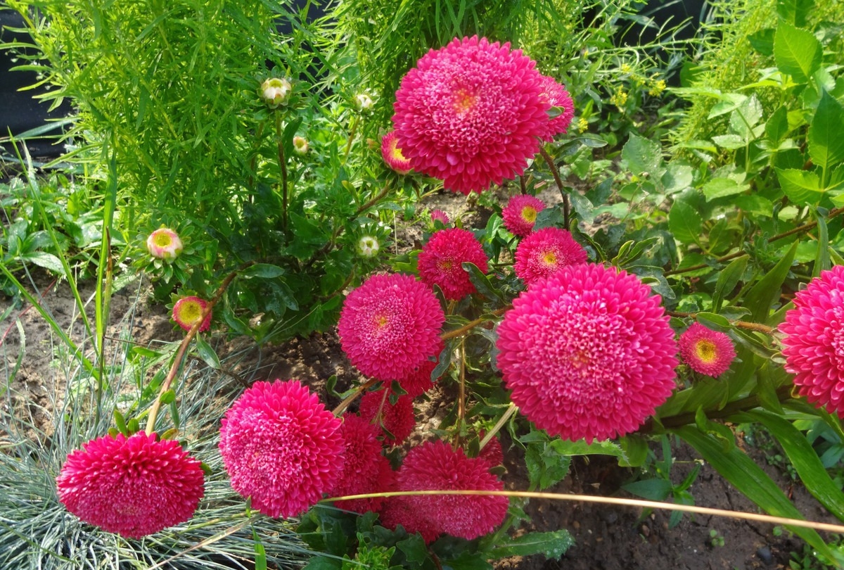 Such curious pompom asters: when to plant and how to grow the most beautiful ones?