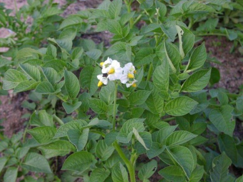 Potato diseases: description of popular forms, photos, reasons, how to fight