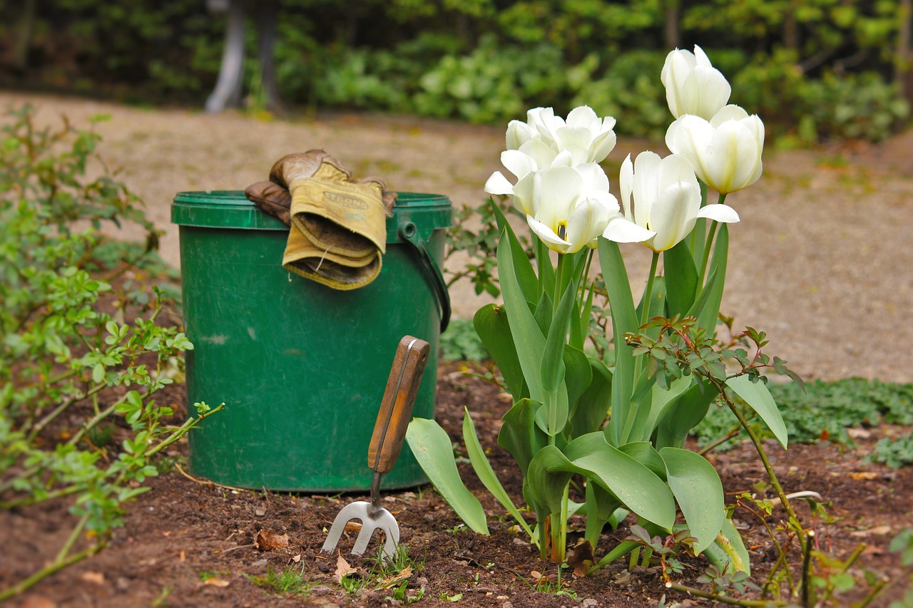 Planting tulips in the spring in the ground: cultivation and care