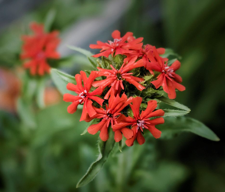 Perennial garden flowers lychnis: varieties, photos, planting and care