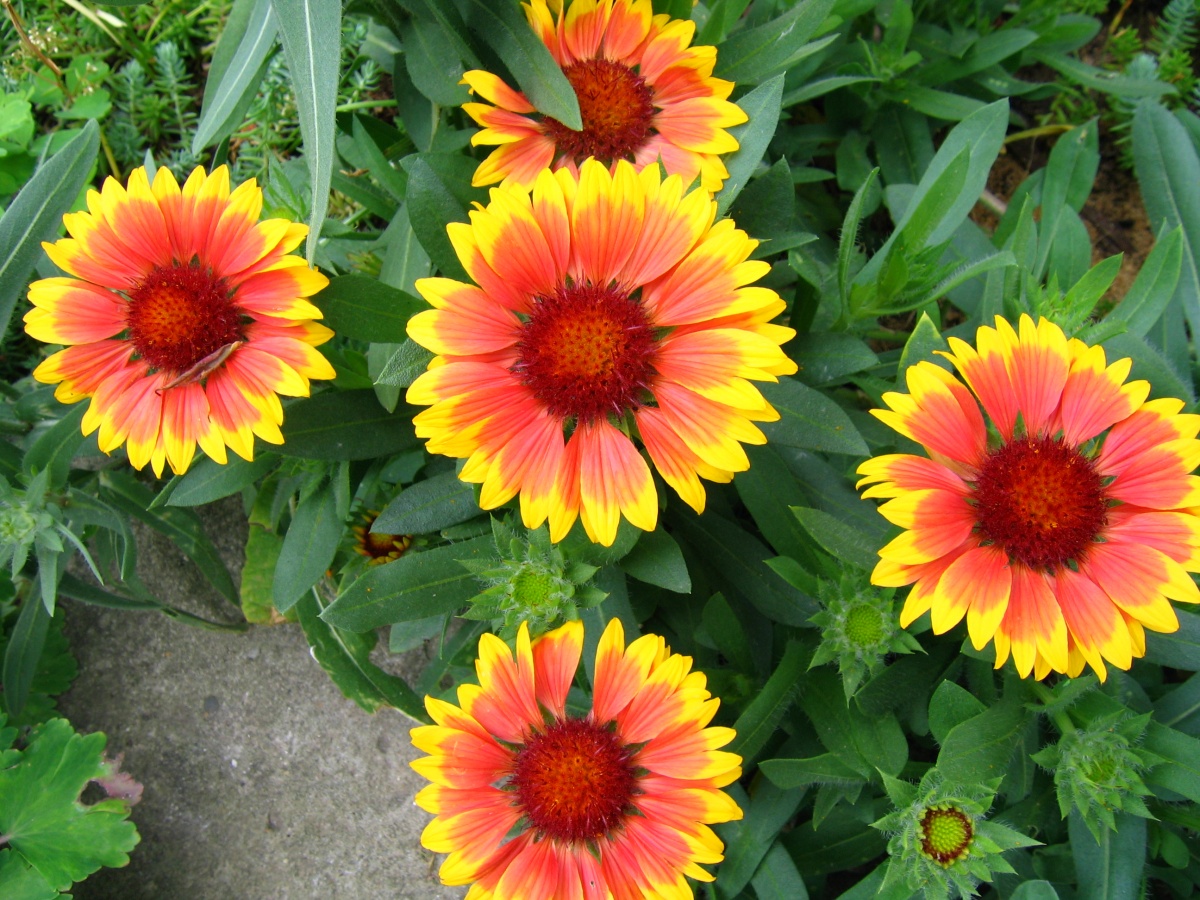 Solar Gaillardia: varieties, photos, planting and care in the open field