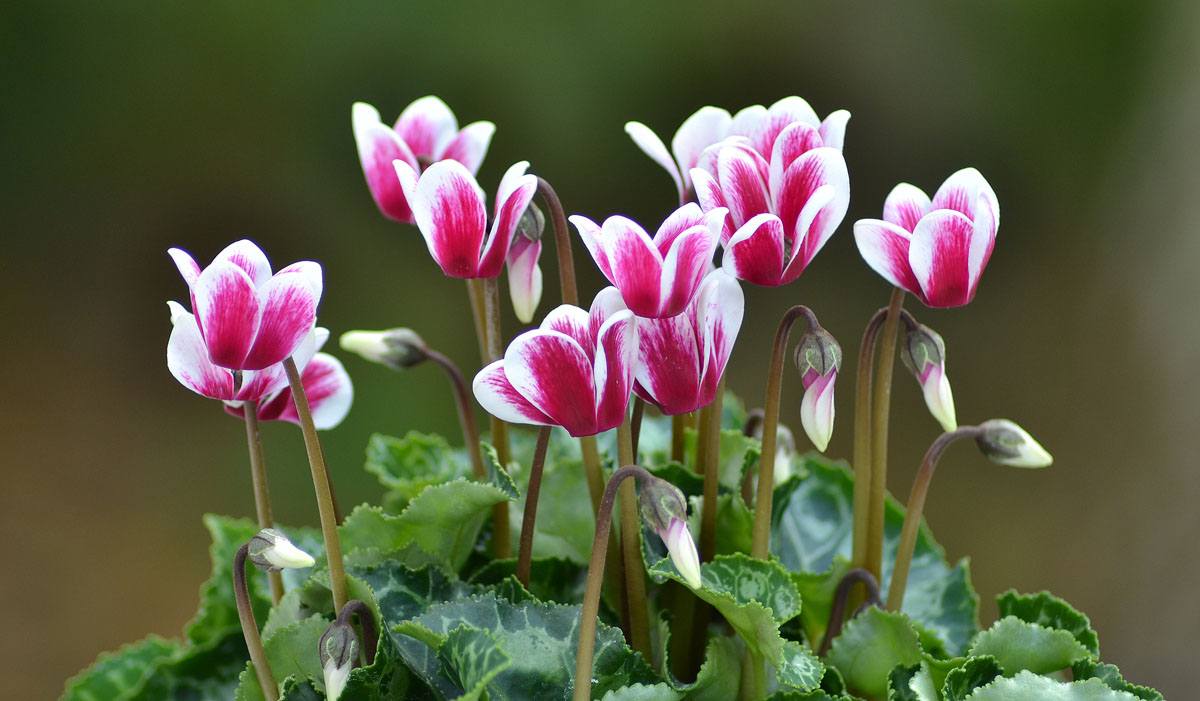 Cyclamen flower - recommendations for home care