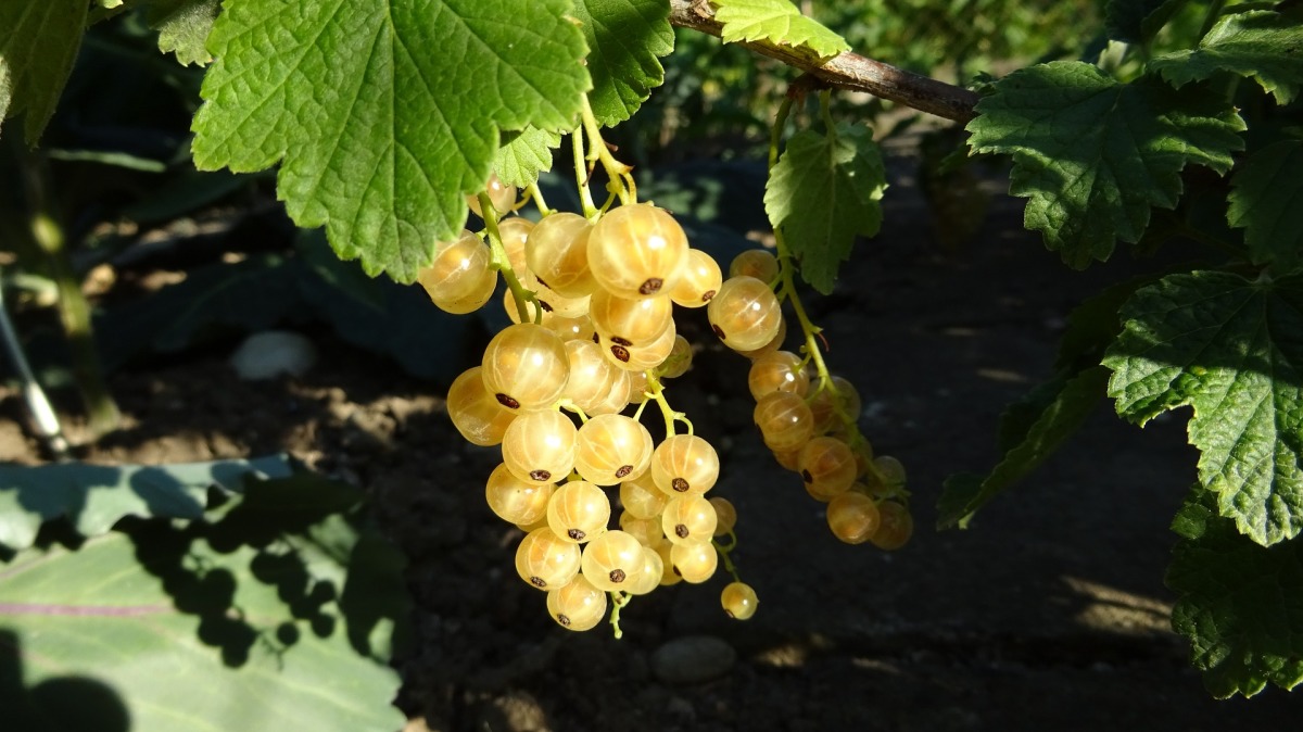 How to deal with diseases and pests of currants and how to carry out prevention