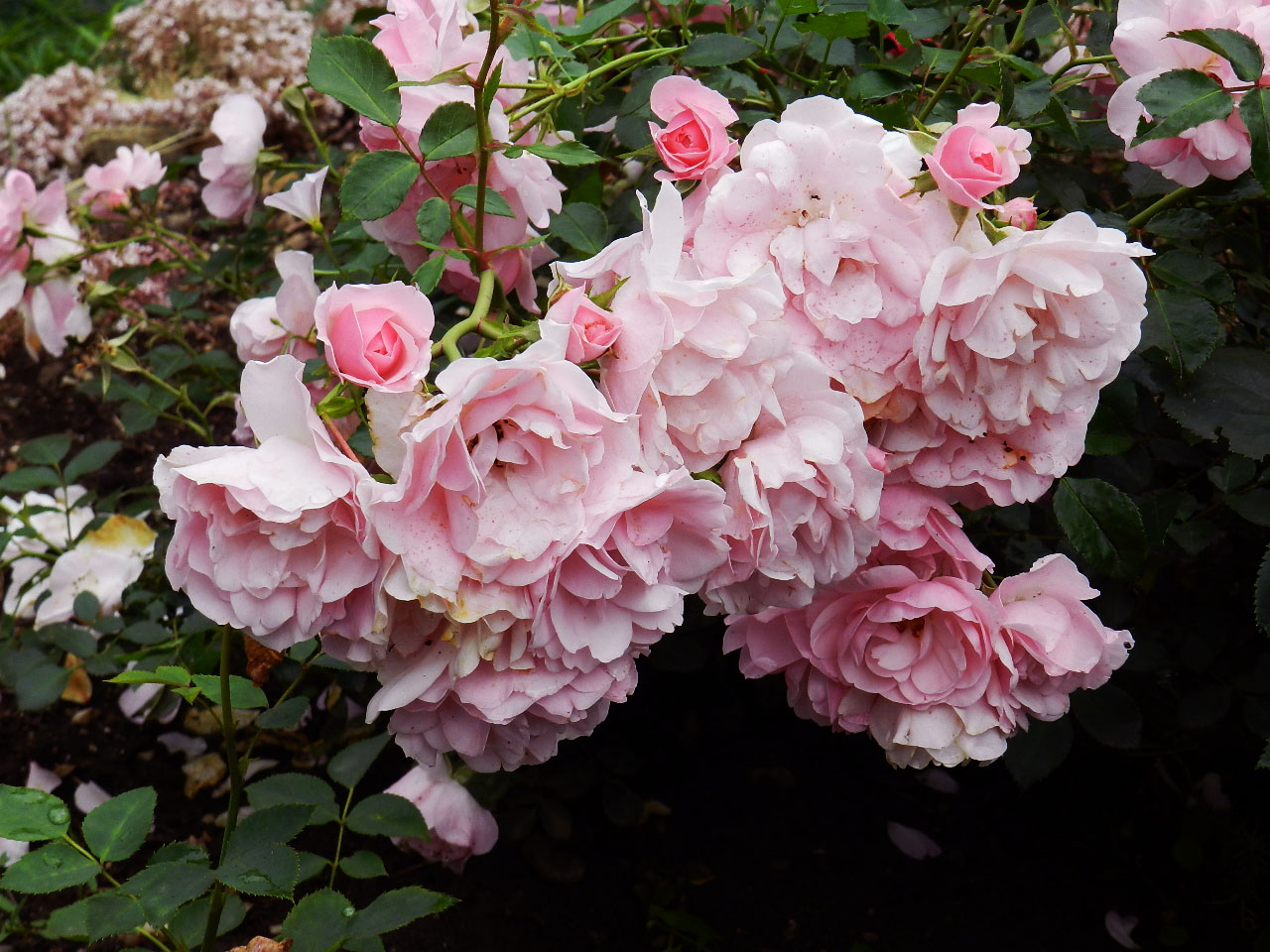 Rose bonica floribunda: description, planting features and care