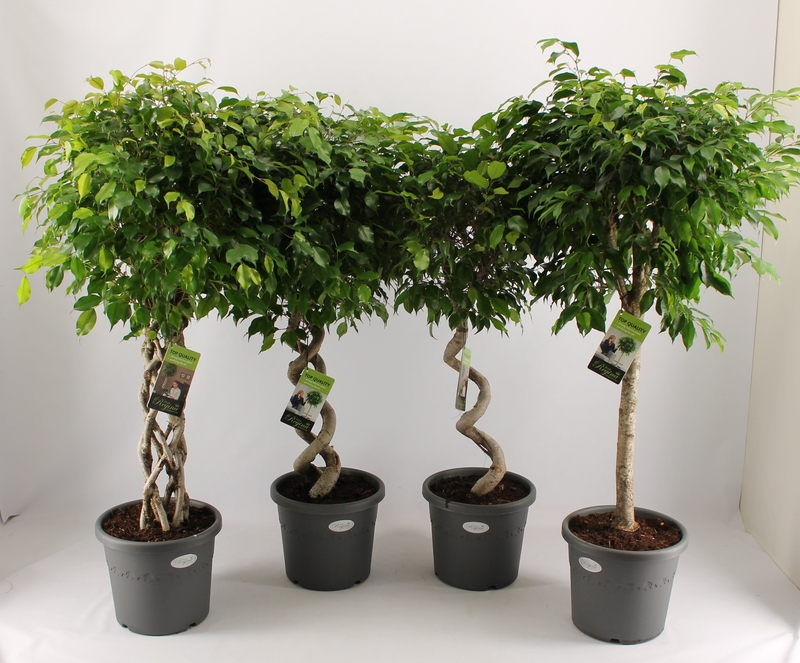 Ficus Benjamin: how to take care of him at home?