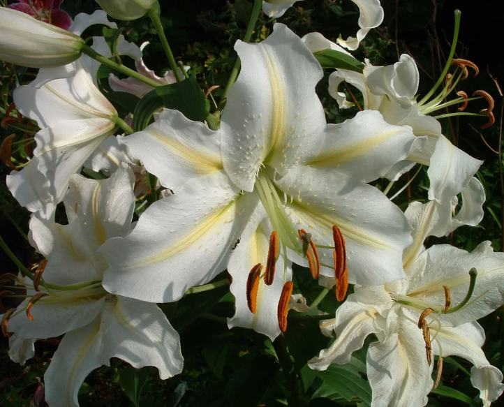 What white lily flowers look like: description and photo