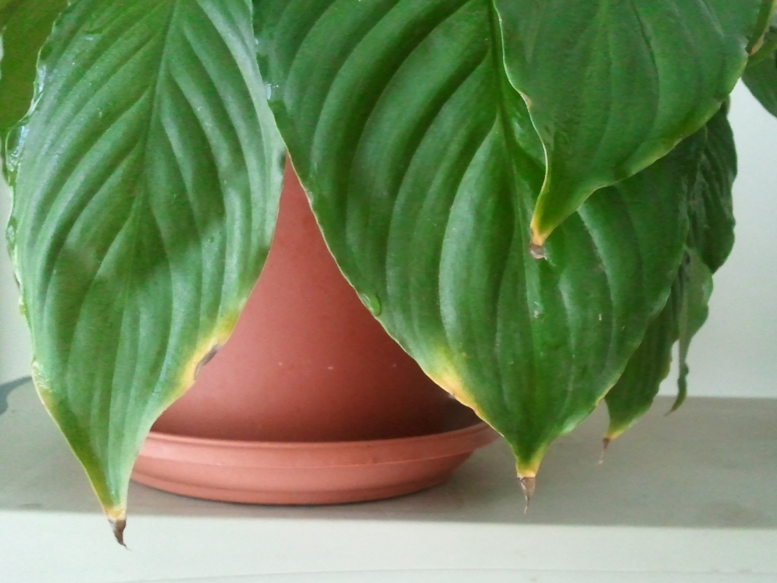 Why do the tips and edges of leaves in indoor plants turn yellow