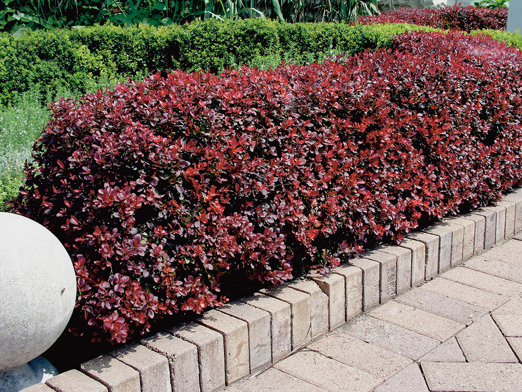 Barberry Thunberg in your garden: care, shaping and pruning