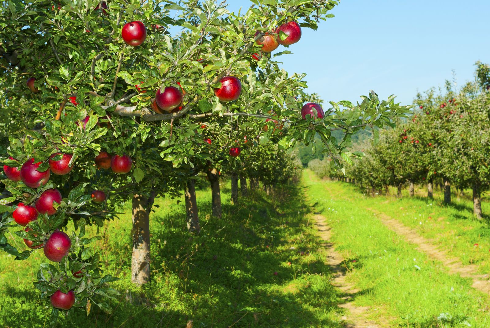 How to grow various varieties of apple trees in the Moscow region