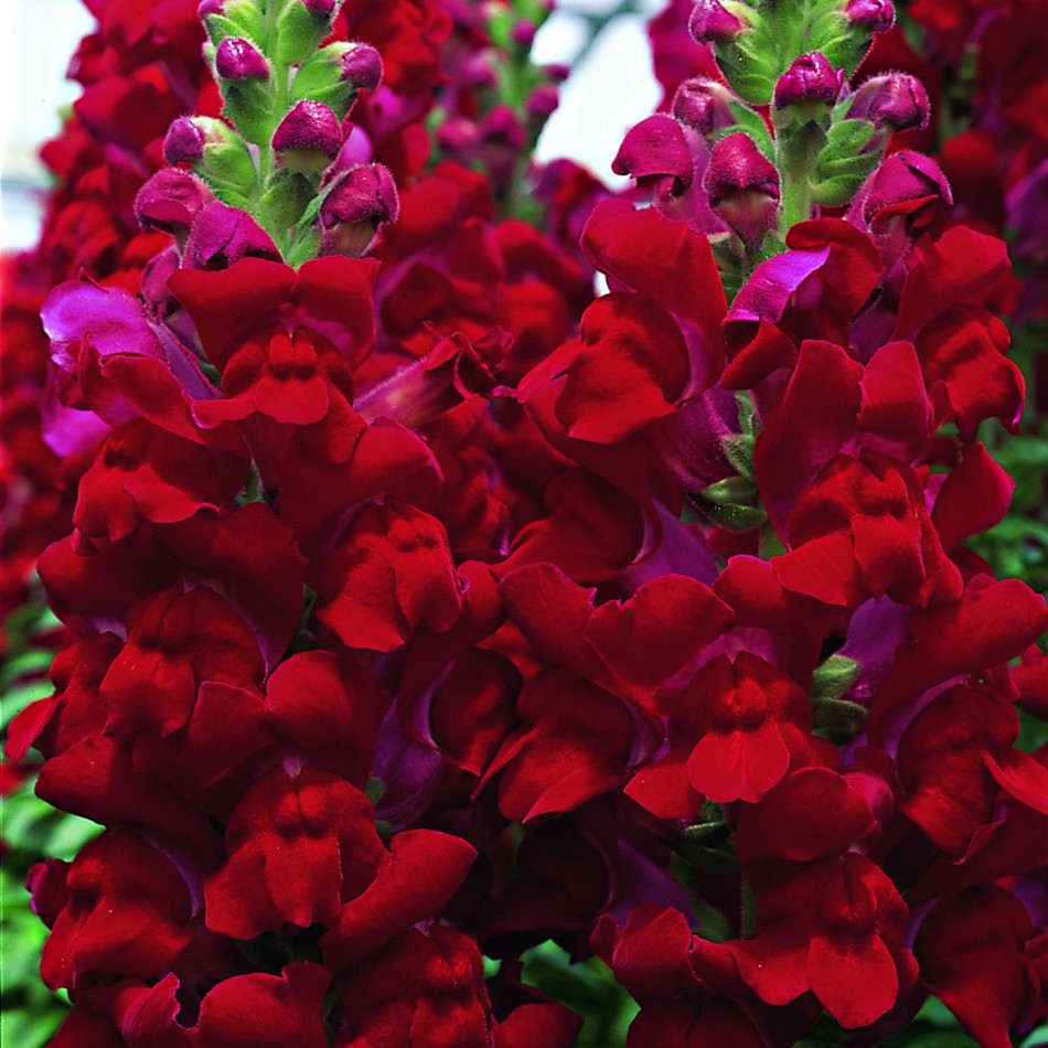 Snapdragon: growing flowers and photos