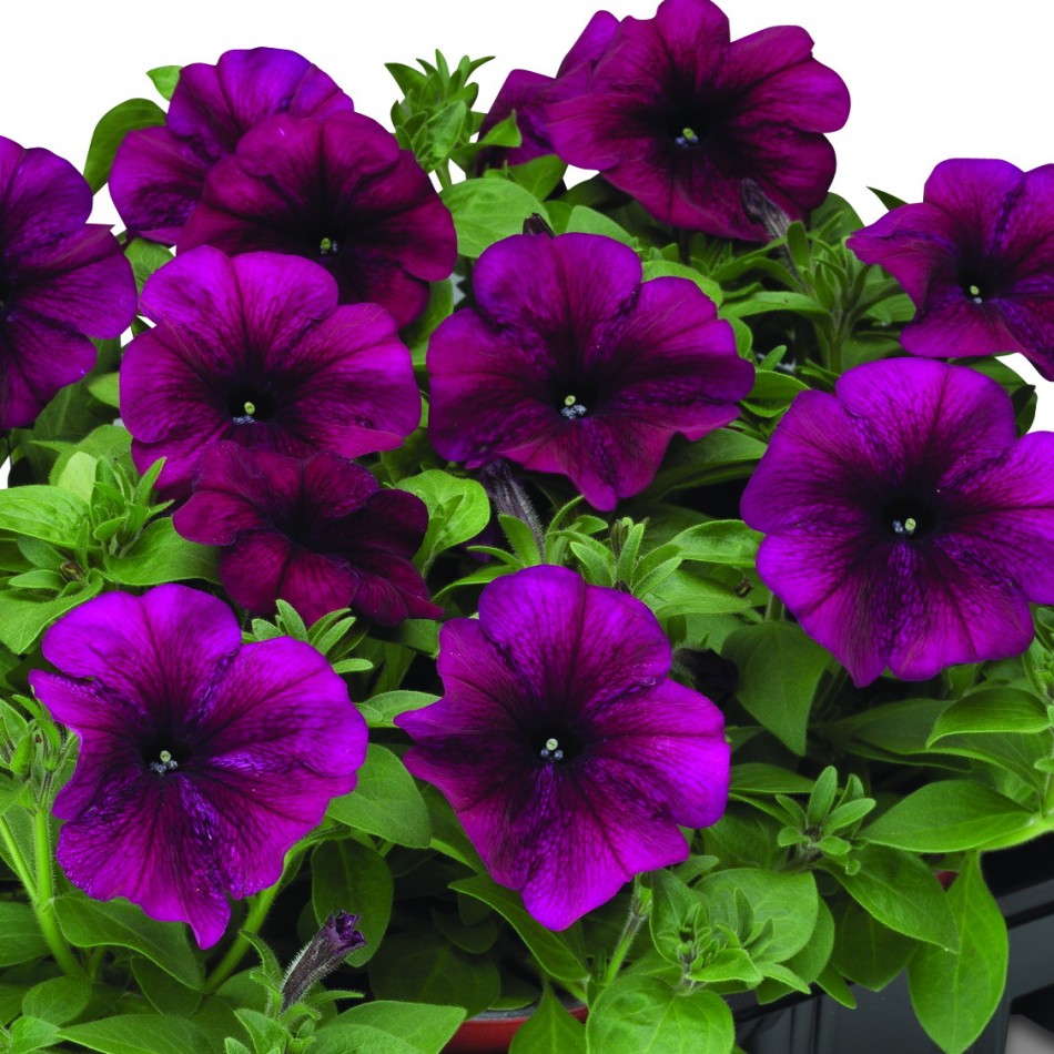 How and when to dive petunia seedlings after germination