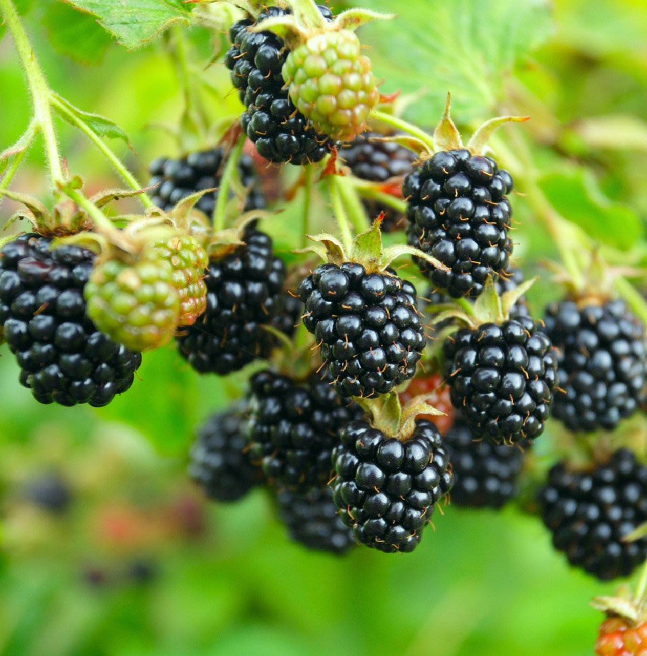 Blackberries: a list of successful blackberry varieties and hybrids