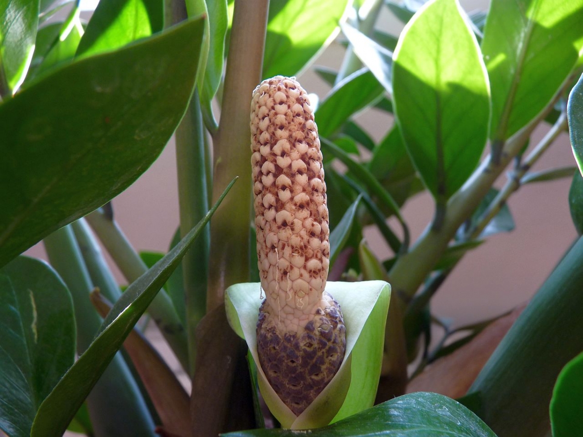 How tropical Zamioculcas blooms - a flower of celibacy