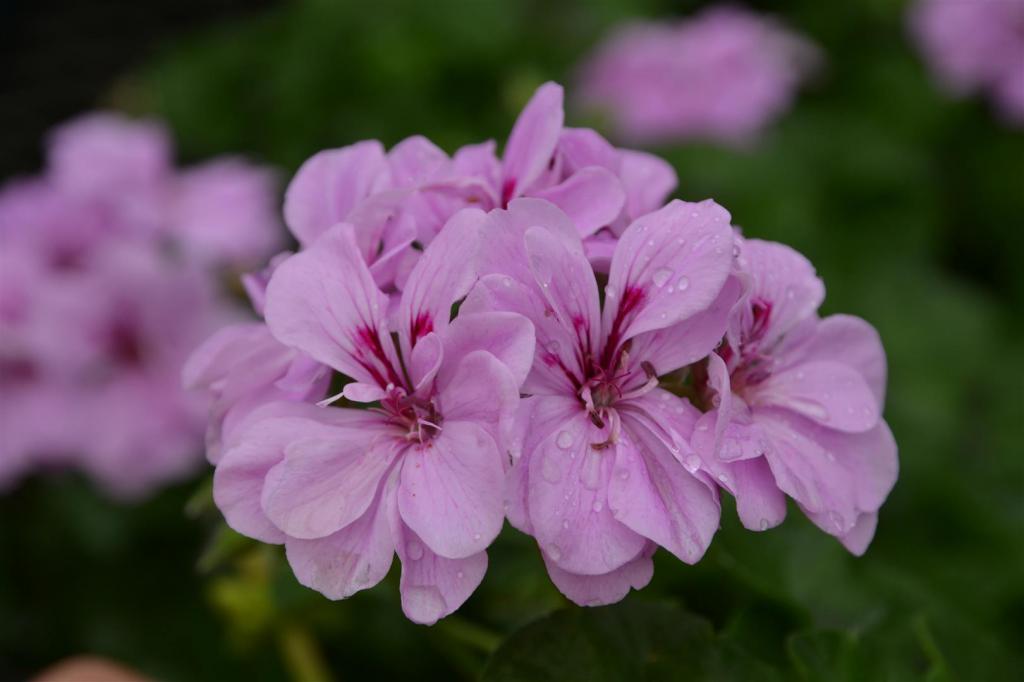 Indoor geranium: photos, types and varieties