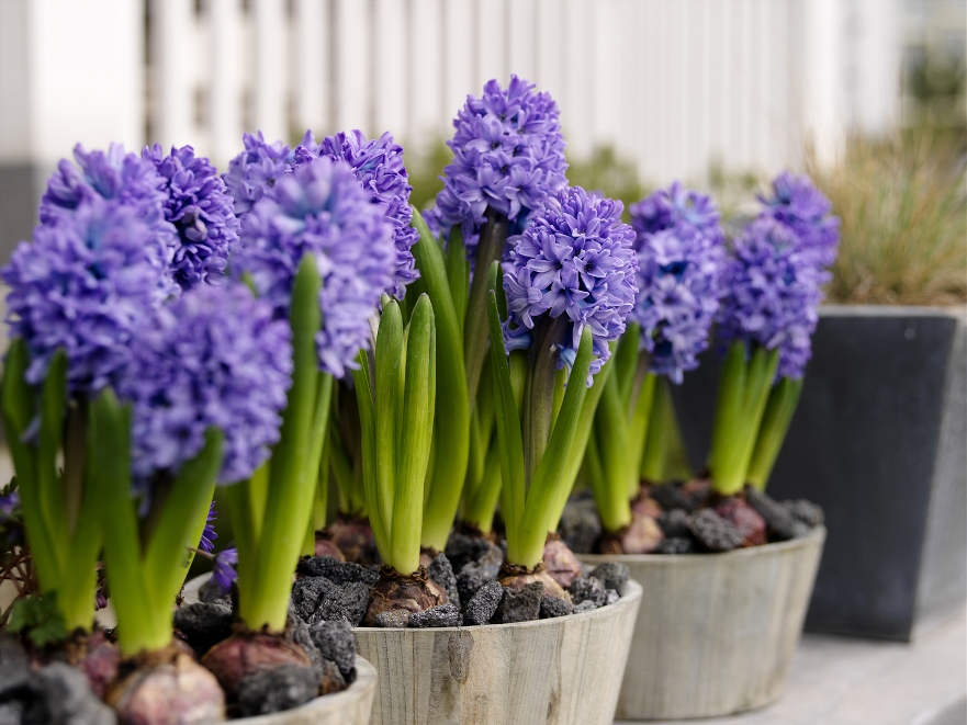 Hyacinth: photo, planting and care in room conditions, forcing bulbs