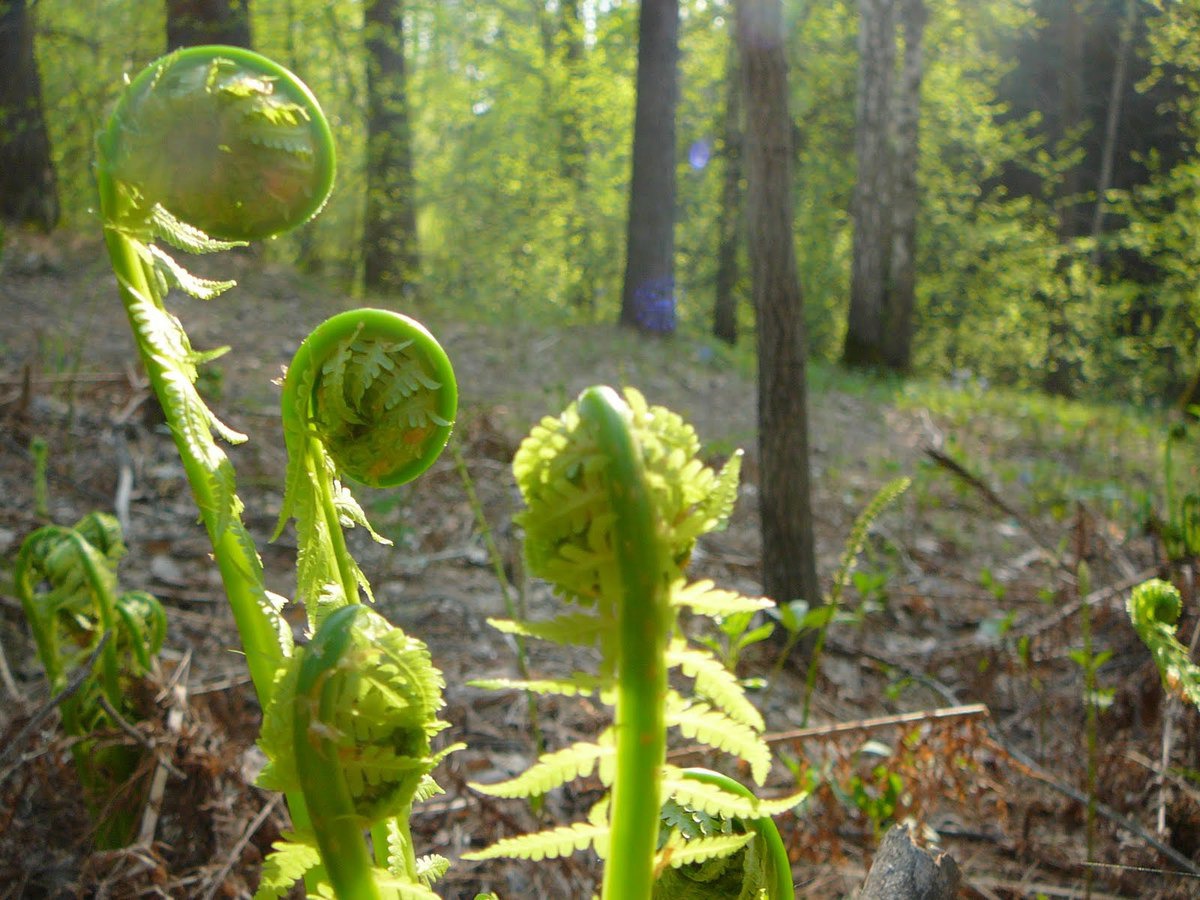 What kind of plant is - common bracken fern