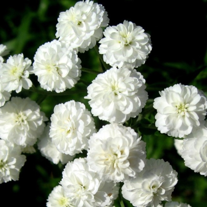 Planting and caring for perennial gypsophila: varieties, photos