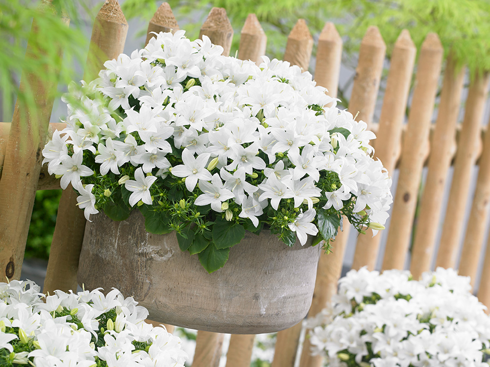 Flower Bride and Groom or Campanula: Home Care