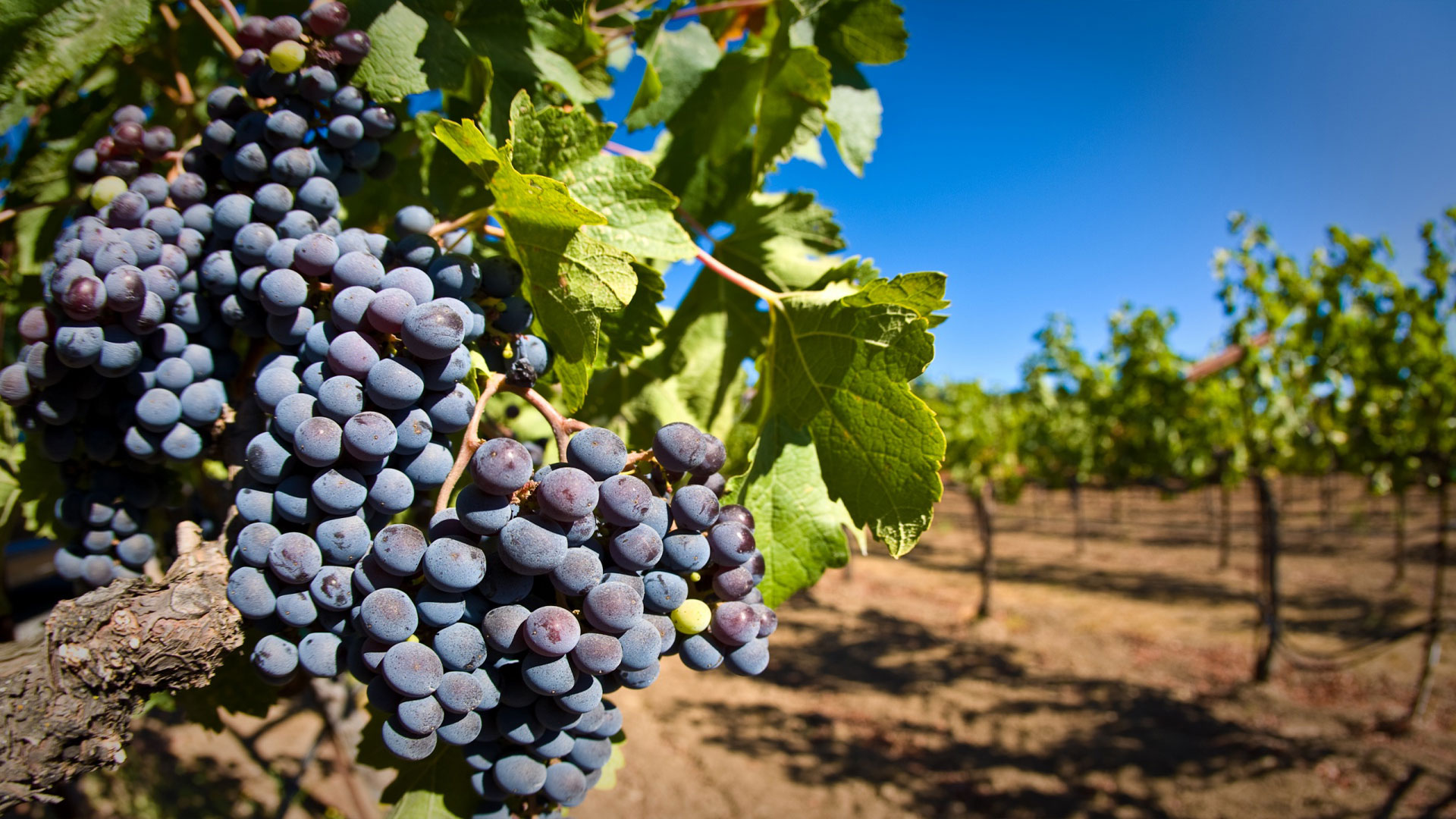 How and how to feed grapes at their summer cottage: recommendations for fertilization