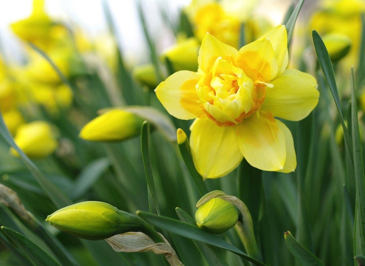 Features of daffodil, pictures and photos of a flower