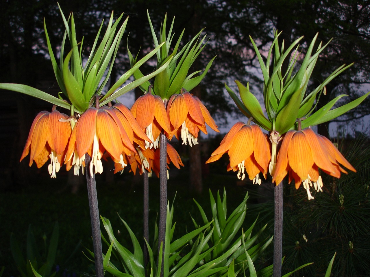 Imperial hazel grouse flower: varieties, photos, planting and care features