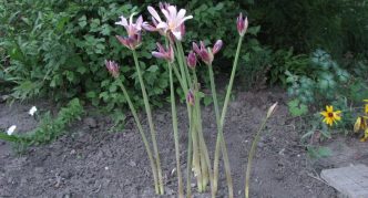 Flowering amaryllis