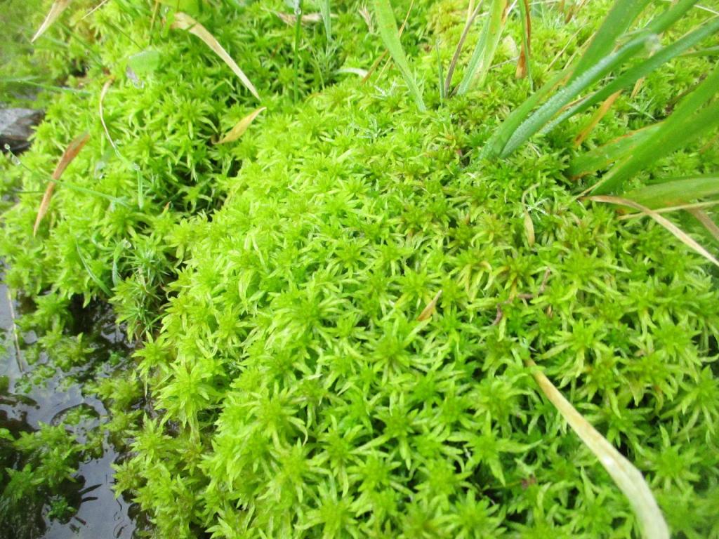 What is sphagnum moss: how to use this plant